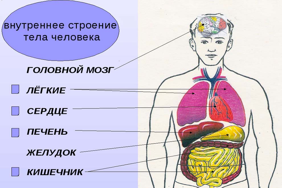 stroenie-cheloveka.jpg